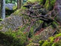 Schrägstehender Felsen von Wurzelwerk umklammert